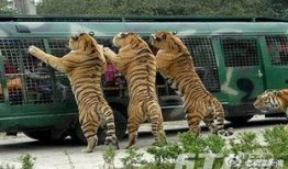 江苏动物园爆料视频大全,揭秘动物世界幕后趣闻